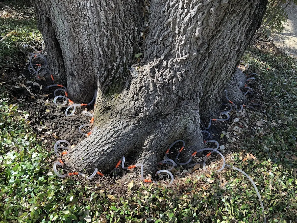 Detailed Tree Cabling and Bracing job site in Gallina