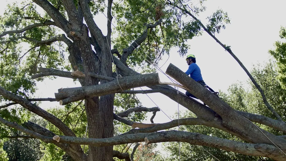 Professional Crown Thinning performed by certified arborists in Gallina